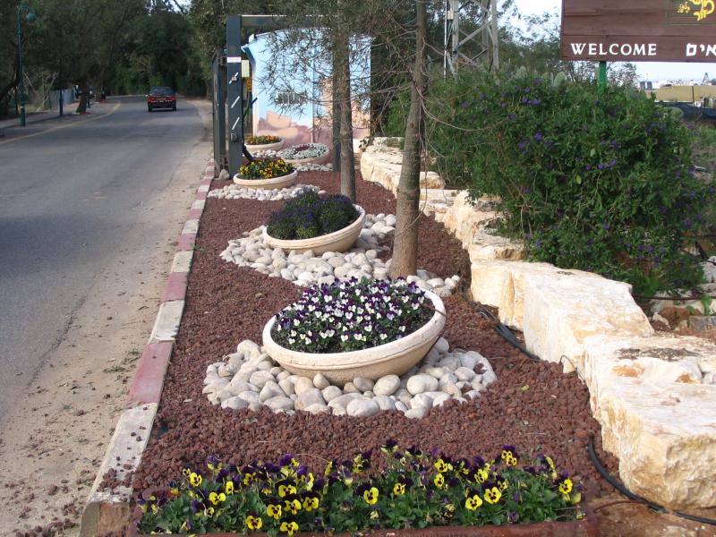 ורד בר 133